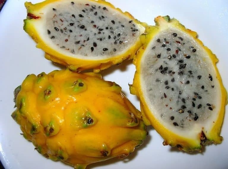 Buah Naga Sejarah Klasifikasi Morfologi Dan Jenis Varietas Dragon Fruit Lengkap