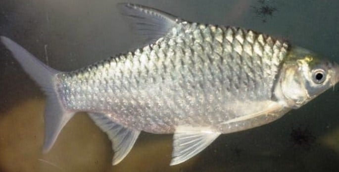 Gambar Panduan Lengkap Cara Budidaya Ikan Tawes Dengan Mudah Dan Hasil