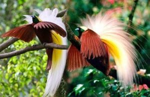 10 Fauna Dan Flora Terlangka Di Indonesia