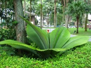 10 Fauna Dan Flora Terlangka Di Indonesia