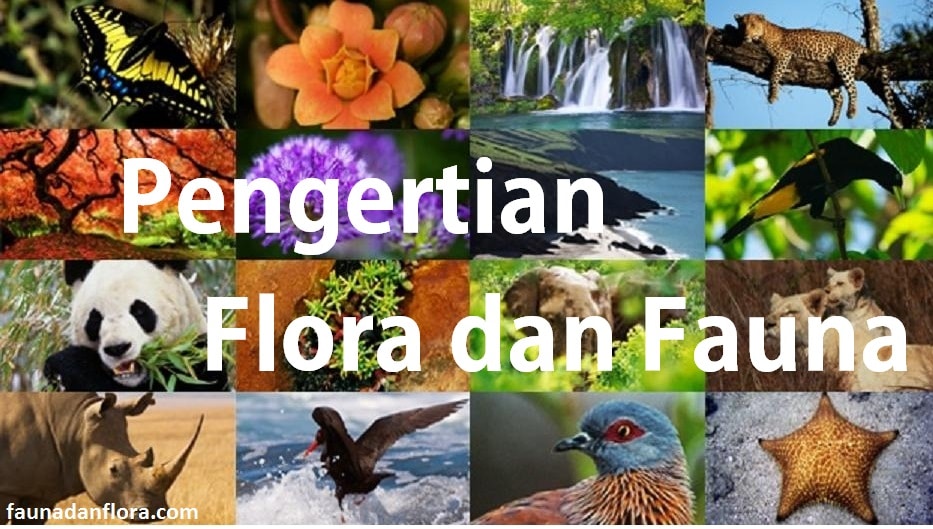 Unduh 7200 Gambar Flora Dan Fauna Beserta Asalnya Paling Baru HD