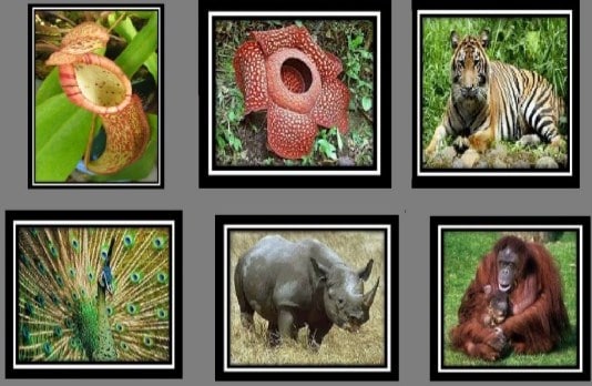 10 Fauna  dan  Flora  Terlangka di  Indonesia  FaunaDanFlora Com