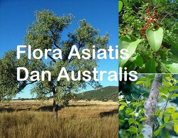 Ciri Ciri Flora Asiatis dan Australis Di Indonesia Beserta 