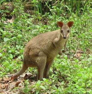 10 Fauna Dan Flora Terlangka Di Indonesia