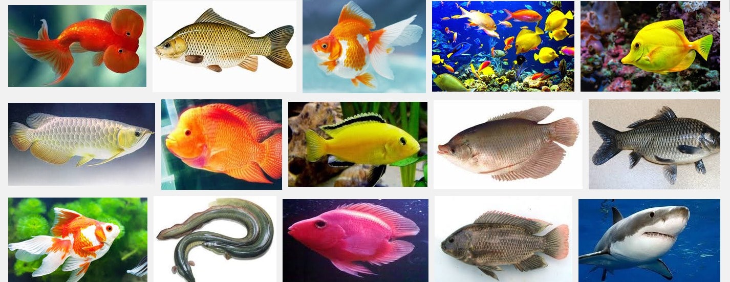 Gambar Jenis Fauna Flora Perairan Indonesia Macam Ikan Gambar Laut ...