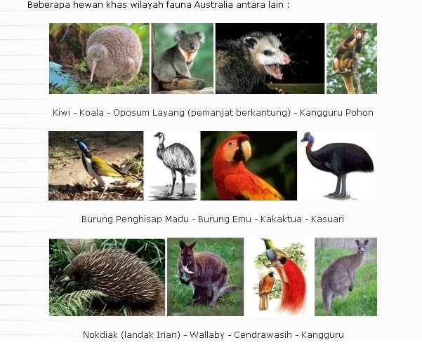 Download 42 Gambar Flora Dan Fauna Tipe Australis Terbaru 