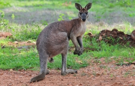 Mamalia marsupialia selain kangguru yaitu