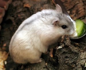 Hamster kerdil putih Rusia (Phodopus sungorus) – FaunaDanFlora.Com