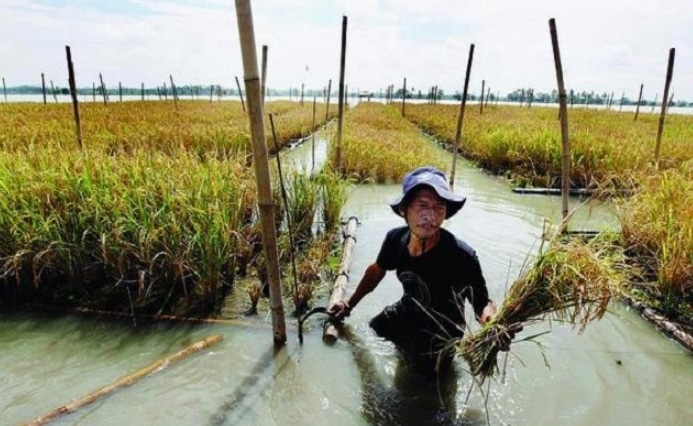 Panduan Lengkap Cara Budidaya Padi Rakit Apung Di Lahan Rawa Bagi